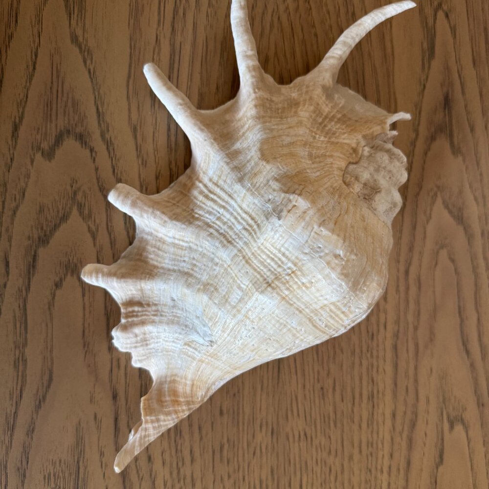 Spider Conch Shell - Picture 2 of 10